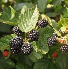 BR Rubus Triple Crown (Triple Crown Blackberry)