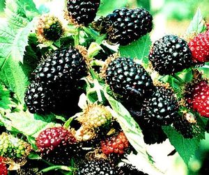 BR Rubus Waldo (Waldo Blackberry)