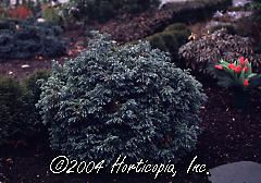 Chamaecyparis pisifera (Boulevard Cypress Pom Pom)