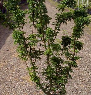 Acer palmatum (Shishigashira (Crispum) Dwarf Japanese Maple)