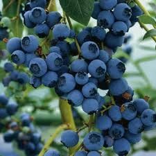 BR Vaccinium Blueray corymbosum (Blueray Blueberry)