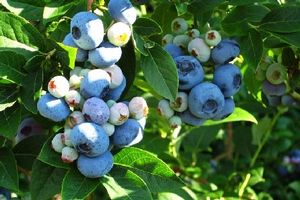 BR Vaccinium Dorrow corymbosum (Darrow Blueberry)