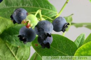 BR Vaccinium Earliblue corymbosum (Earliblue Blueberry)