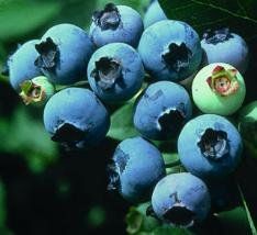BR Vaccinium Elliott corymbosum (Elliott Blueberry)