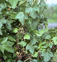 BR Ribes Consort nigrum (Black Currant)