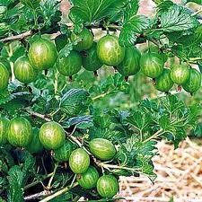 BR Gooseberry (Gooseberry)