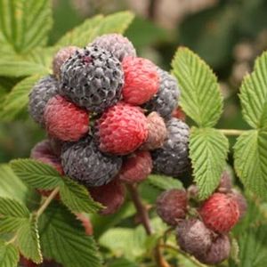 BR Rubus Willamette ideaus (Willamette Red Raspberry)