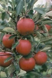 Fruit Malus domestica (Braeburn Apple (Dwarf))