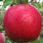 Fruit Malus x domestica (Semi-Dwarf Fuji Apple)