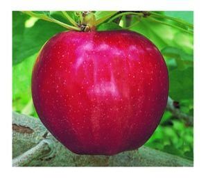 Fruit Malus x domestica (Semi-Dwarf Gala™ Apple)