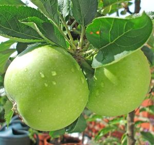 Fruit Malus pumila (Granny Smith Apple Dwarf Tree)