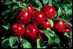 Fruit Malus pumila (Haralson Apple (Dwarf))