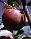 Fruit Malus x domestica (Semi-Dwarf McIntosh Apple)