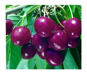 Fruit Prunus avium (Semi-Dwarf Bing Cherry)