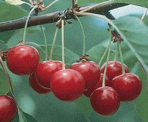 Fruit Prunus cerasus (Semi-Dwarf North Star Sour Cherry)