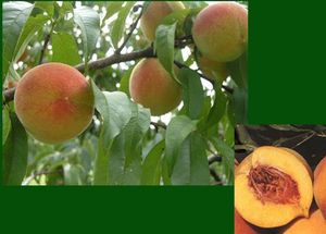 Fruit Prunus persica (Frost® Peach)