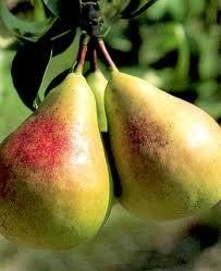 Fruit Pyrus communis (Flemish Beauty Pear)