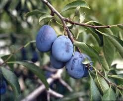 Fruit Prunus (Italian Prune Plum)
