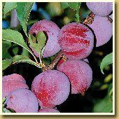 Fruit Prunus (Santa Rosa Plum (Dwarf))