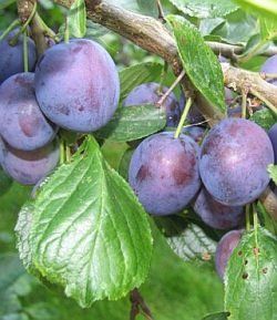 Fruit Prunus (Stanley Plum Dwarf Tree)