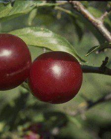 Fruit Prunus (Toka Plum)