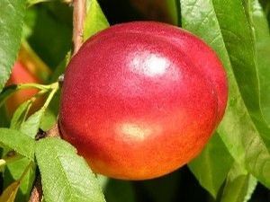 Fruit Prunus persica var. nucipersica (Flavor Top Nectarine)