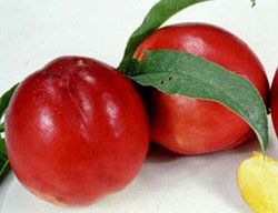 Fruit Prunus persica var. nucipersica (Independence Nectarine)