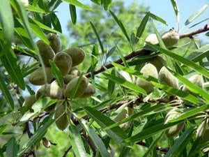 Fruit Prunus dulcis (Hall's Hardy Almond)
