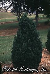 Buxus (Green Mountain Boxwood)