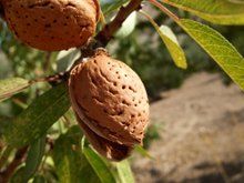 Fruit Prunus dulcis (Texas Mission Almond)