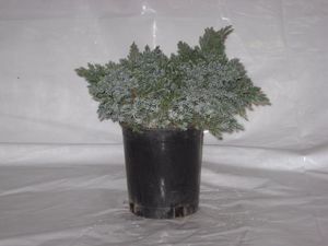 Specials: #1 Juniper (Blue Star Juniper)