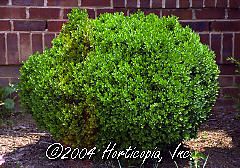 Buxus sempervirens (Dwarf Boxwood)