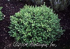 Buxus (Faulkner Boxwood)