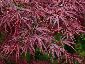 Acer palmatum ('Beni Shidare' Japanese Maple)