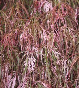 Acer palmatum (Red Filigree Lace Japanese Maple)