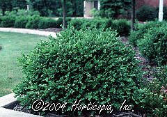 Buxus (Green Velvet Boxwood)