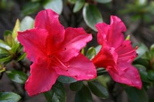 Azalea (Vuyks Scarlet Azalea)