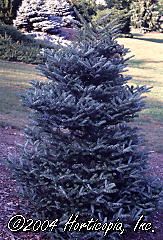 Abies koreana ('Horstmann's Silberlocke' Korean Fir)