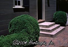 Buxus microphylla var. koreana (Korean Boxwood)