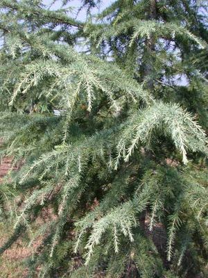 Cedrus deodara (Albospica Deodar Cedar)