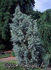 Cupressus glabra arizonica (Blue Ice Arizona Cypress)