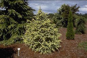 Cedrus deodara (Cream Puff Deodar Cedar)