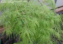 Acer palmatum dissectum (Waterfall Weeping Japanese Maple)