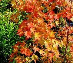 Acer palmatum ('Beni Kawa' Upright Japanese Maple)