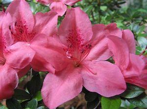 Azalea ('Eros' (Glenn Dale) Evergreen Azalea)