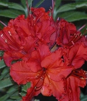 Azalea ('Red Sunset' Deciduous Azalea)