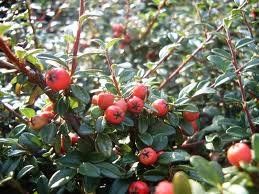 Cotoneaster dammeri ('Coral Beauty' Cotoneaster)