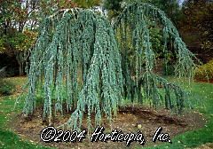 Cedrus Atlantica (Weeping Blue Atlas Cedar)