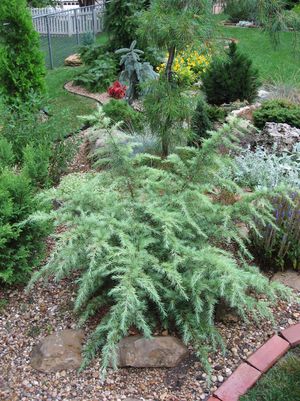 Cedrus deodara (Snow Sprite Deodar Cedar)