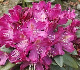 Rhododendron ('Purple Amethyst' Hybrid Rhododendron)